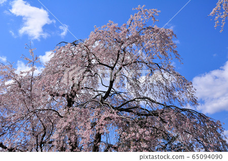 The weeping cherry blossoms of the mountain of Sen-Taipei towering in the blue sky 65094090