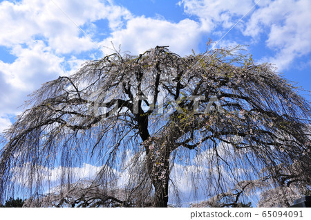 The weeping cherry blossoms of the mountain of Sen-Taipei towering in the blue sky 65094091