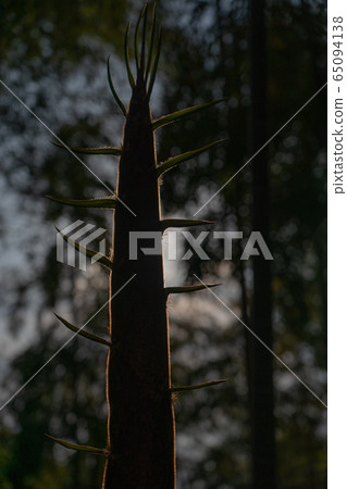 Photograph of a kite from Minamiyamajo, Kyoto Prefecture Photograph of a kite from Minamiyamajo, Kyoto Prefecture 65094138