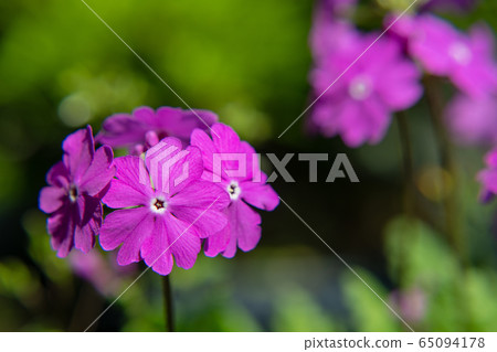 Sakuragi米報春花 Sakuragi米報春花 65094178