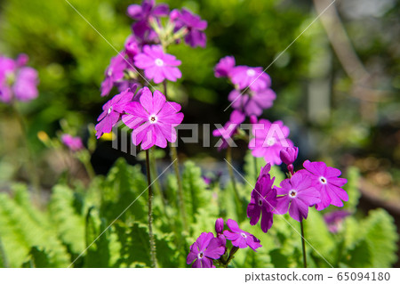 Sakuragi米報春花 Sakuragi米報春花 65094180