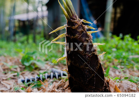 從京都府南山城的風箏的照片 從京都府南山城的風箏的照片 65094182