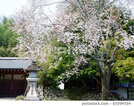 Hiyoshi Baba，盛開的櫻花和藍楓 65094584