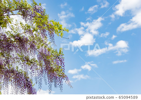Mie Prefecture Inabe Agricultural Park Wisteria that shines in the blue sky Mie Prefecture Inabe Agricultural Park Wisteria that shines in the blue sky 65094589