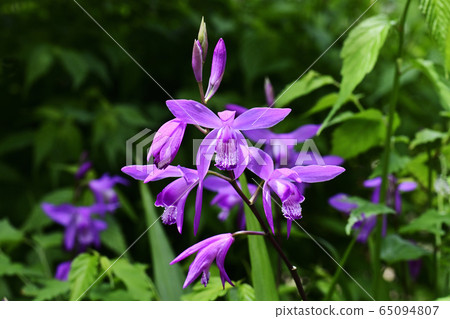 Purple 65094807