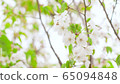 櫻花 65094848