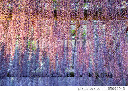 Aichi Prefecture Tsushima Fujitana Light Up 65094943