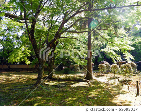 Ao maple from Jigen-do, Sakamoto, Otsu city 65095017