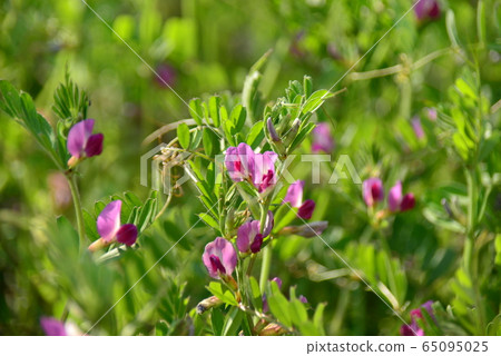 卡拉蘇諾豌豆 卡拉蘇諾豌豆 65095025