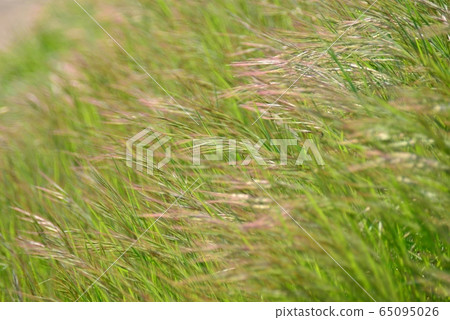 Naginatagaya Naginatagaya 65095026