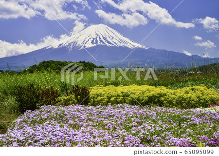 (Yamanashi Prefecture) Lake Kawaguchi Oishi Park, Mt. Fuji (Yamanashi Prefecture) Lake Kawaguchi Oishi Park, Mt. Fuji 65095099