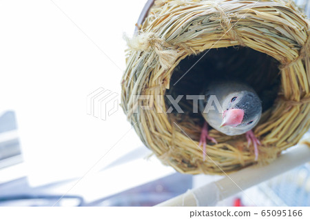 Bunri nest Bunri nest 65095166