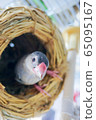 Bunri nest 65095167