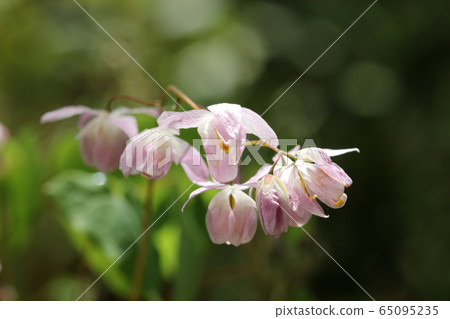 Freshwater leek Freshwater leek 65095235