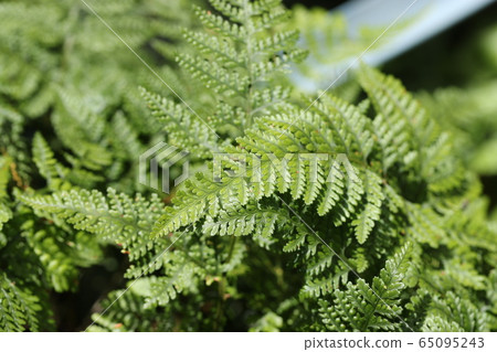 Tokiwasinobu 65095243