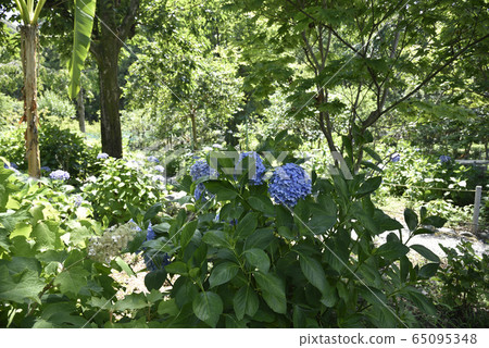 Keishinin Hydrangea Keishinin Hydrangea 65095348