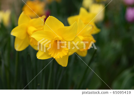 水仙花花 65095419