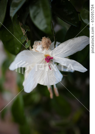 Flower fairies 65095784