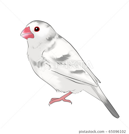 Sentencebird 65096102