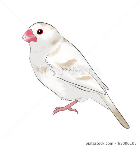 Sentencebird 65096103