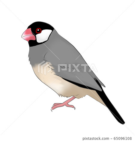 爪哇禾雀 爪哇禾雀 65096108