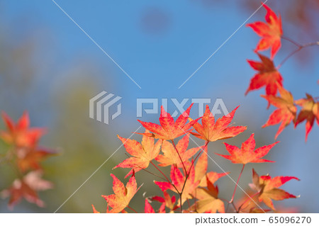 Colored maple and blue sky 65096270