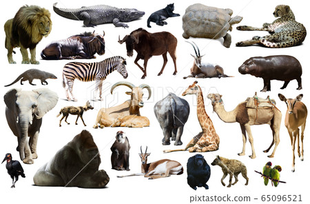 Birds, mammal and other animals of Africa isolated Birds, mammal and other animals of Africa isolated 65096521
