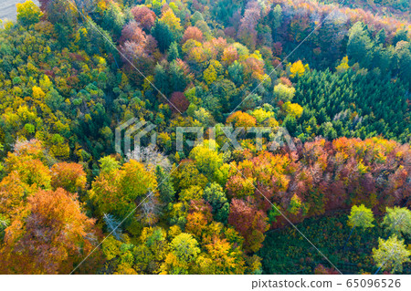 Aerial view of autumn forest 65096526