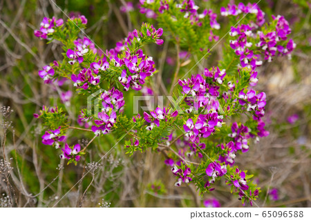 polygala myrtifolia blossom polygala myrtifolia blossom 65096588