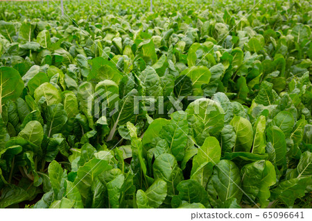 Growing mangold in the greenhouse Growing mangold in the greenhouse 65096641