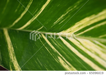 Kifugettou Kifugettou 65096819