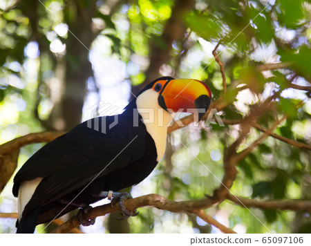 Toco toucan 65097106