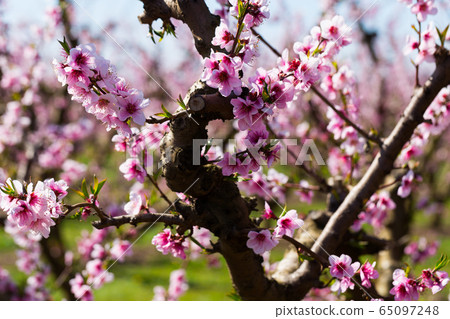 Blooming peach trees Blooming peach trees 65097248