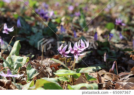 Flower of living community Flower of living community 65097367