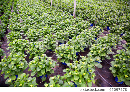 Beautiful flowering plants Hydrangea cultivated in modern hothouse Beautiful flowering plants Hydrangea cultivated in modern hothouse 65097378