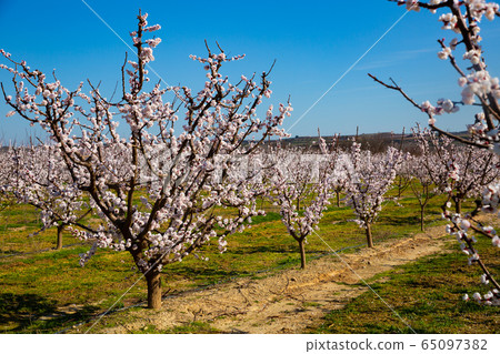 Blooming apricot trees in early spring Blooming apricot trees in early spring 65097382