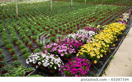 Rows of dimorfoteca plants in pots in greenhouse Rows of dimorfoteca plants in pots in greenhouse 65097394