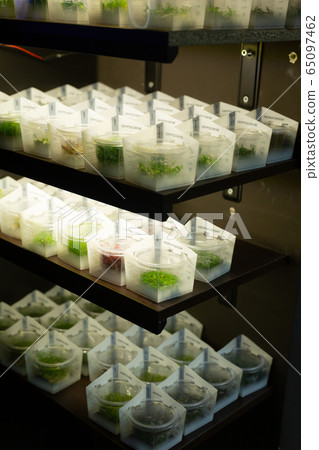 Aquarium plants on shelves of pet shop Aquarium plants on shelves of pet shop 65097462