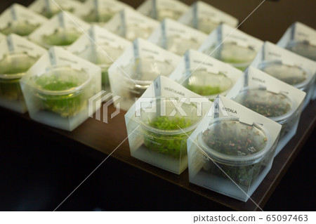 Aquatic plants for home aquariums in store 65097463