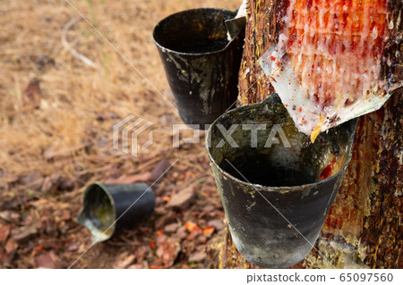 Image of extraction of resin in a pine forest at sunny day Image of extraction of resin in a pine forest at sunny day 65097560