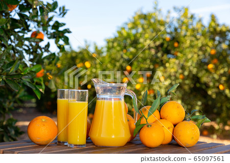 Orange juice with ripe oranges in orchard Orange juice with ripe oranges in orchard 65097561