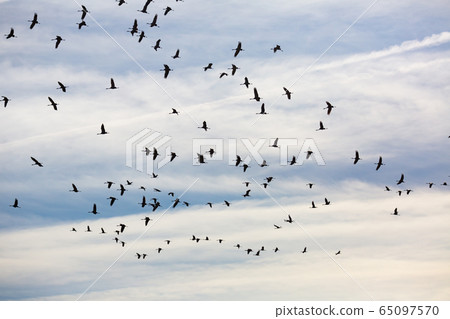Migration of flock of cranes in the sky 65097570