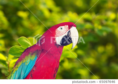 Portrait of red macaw papagay 65097646