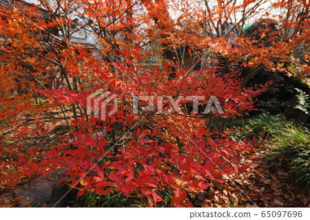 Autumn leaves Autumn leaves 65097696