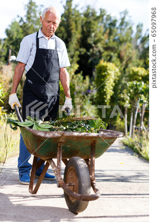 Senior man carrying wheelbarrow Senior man carrying wheelbarrow 65097968