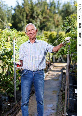 Senior man trimming trees 65098045