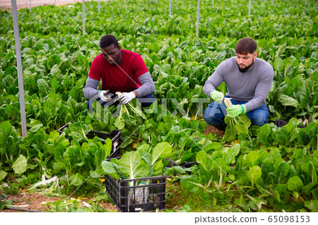 Farmers work in a greenhouse - harvest and clean mangold Farmers work in a greenhouse - harvest and clean mangold 65098153