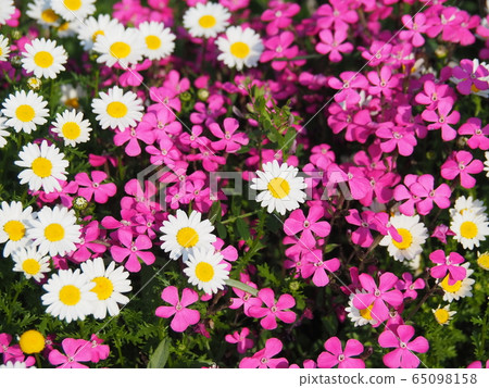 北極Syrene西班牙弗拉門戈 65098158