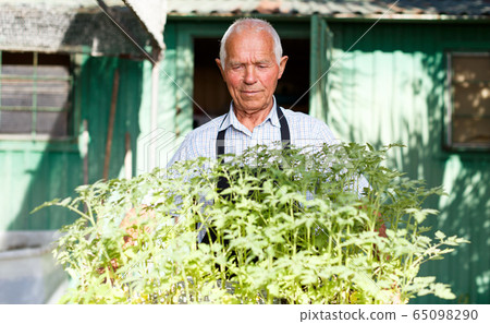Elderly gardener with seedling 65098290
