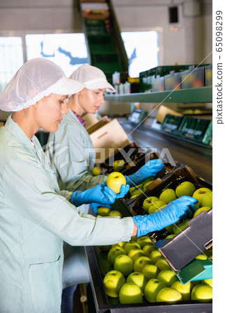 Young women sorting apples to crates and checking quality at on apples factory Young women sorting apples to crates and checking quality at on apples factory 65098299